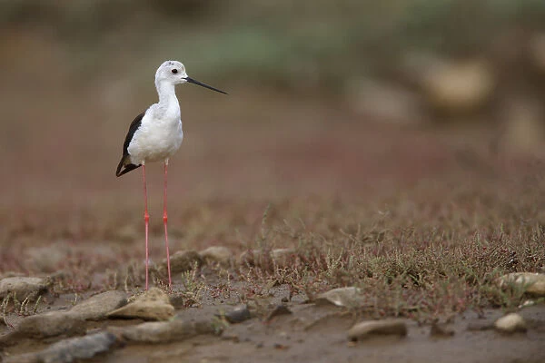 Black winged stilt (Himantopus himantopus) by a small pool in a dried out stream