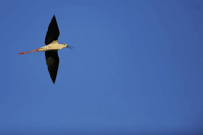 Framed Print : Black winged stilt (Himantopus himantopus) in flight, Karavasta Lagoons National Park Framed Print : Black winged stilt (Himantopus himantopus) in flight, Karavasta Lagoons National Park