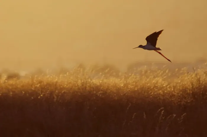 Framed Print : Black-winged stilt (Himantopus himantopus) in flight over long grasses at dusk, Lesbos Framed Print : Black-winged stilt (Himantopus himantopus) in flight over long grasses at dusk, Lesbos
