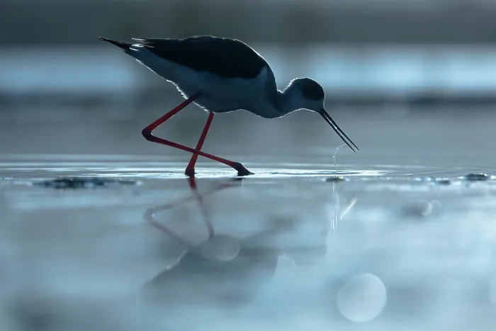 Framed Print : Black-winged stilt (Himantopus himantopus) foraging in shallow water, Zimanga game reserve, South Africa Framed Print : Black-winged stilt (Himantopus himantopus) foraging in shallow water, Zimanga game reserve, South Africa