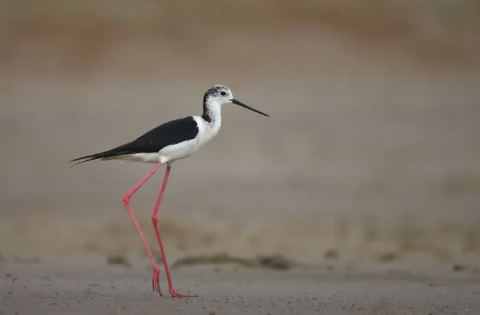 Framed Print : Black winged stilt (Himantopus himantopus) profile, Bagerova Steppe, Kerch Peninsula Framed Print : Black winged stilt (Himantopus himantopus) profile, Bagerova Steppe, Kerch Peninsula