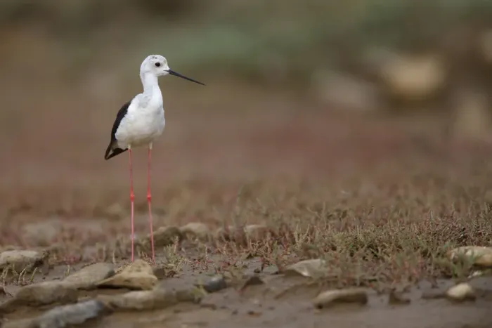 Framed Print : Black winged stilt (Himantopus himantopus) by a small pool in a dried out stream Framed Print : Black winged stilt (Himantopus himantopus) by a small pool in a dried out stream