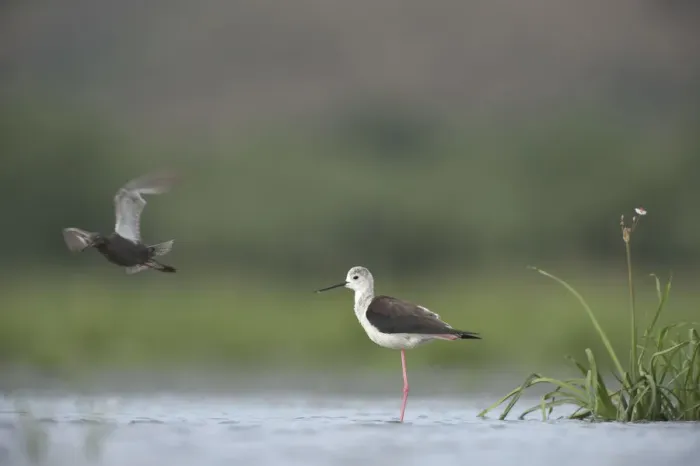 Framed Print : Black winged stilt (Himantopus himantopus) standing in water on one leg, with a Spotted redshank Framed Print : Black winged stilt (Himantopus himantopus) standing in water on one leg, with a Spotted redshank