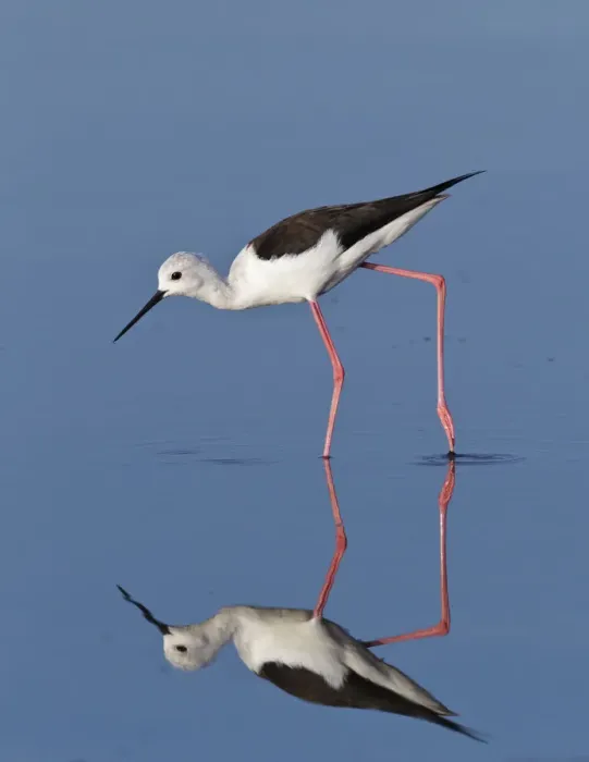 Framed Print : Black-Winged Stilt (Himantopus himantopus) wading. Etosha National Park, Namibia Framed Print : Black-Winged Stilt (Himantopus himantopus) wading. Etosha National Park, Namibia