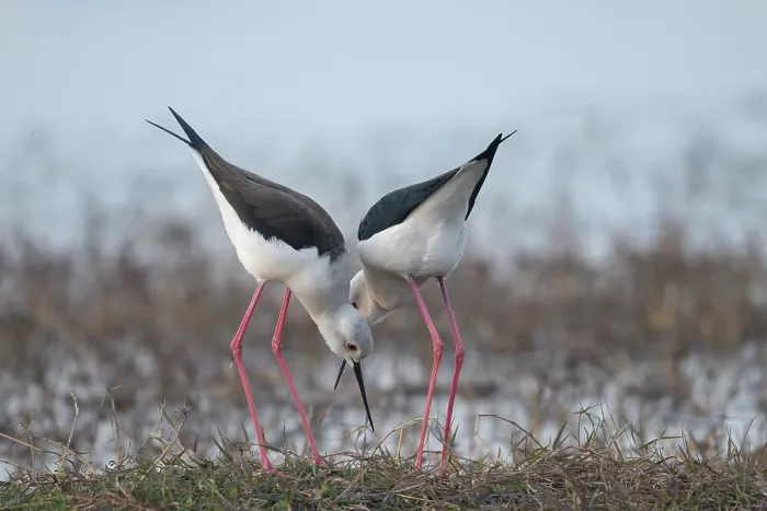 Framed Print : Black-winged stilts (Himantopus himantopus) pair, investigating potential nesting site, Pachgaon, near Dholpur, Rajasthan, India Framed Print : Black-winged stilts (Himantopus himantopus) pair, investigating potential nesting site, Pachgaon, near Dholpur, Rajasthan, India