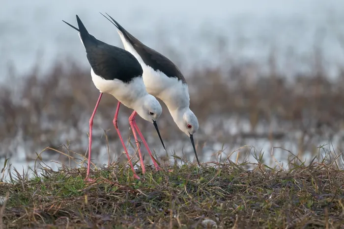 Framed Print : Black-winged stilts (Himantopus himantopus) pair, investigating potential nesting site, Pachgaon, near Dholpur, Rajasthan, India Framed Print : Black-winged stilts (Himantopus himantopus) pair, investigating potential nesting site, Pachgaon, near Dholpur, Rajasthan, India