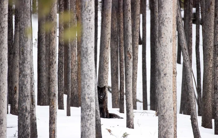 Framed Print : Black wolf (Canis lupus) juvenile, sitting among trees in winter, Yellowstone National Park, Wyoming, USA. January Framed Print : Black wolf (Canis lupus) juvenile, sitting among trees in winter, Yellowstone National Park, Wyoming, USA. January