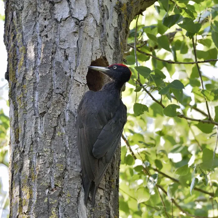 Framed Print : Black woodpecker (Dryocopus martius), male at nest hole. Danube Delta, Romania. May Framed Print : Black woodpecker (Dryocopus martius), male at nest hole. Danube Delta, Romania. May