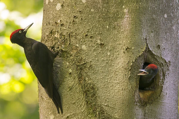 Black Woodpecker (Dryocopus martius), male feeding chicks, Bavaria, Germany