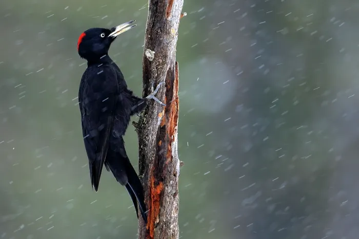 Framed Print : Black woodpecker (Dryocopus martius) female, perched on tree trunk in falling snow, Kuhmo, Finland. February Framed Print : Black woodpecker (Dryocopus martius) female, perched on tree trunk in falling snow, Kuhmo, Finland. February