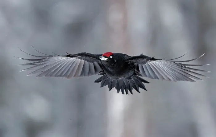 Framed Print : Black woodpecker (Dryocopus martius) male, in flight, Kuhmo, Finland. February Framed Print : Black woodpecker (Dryocopus martius) male, in flight, Kuhmo, Finland. February