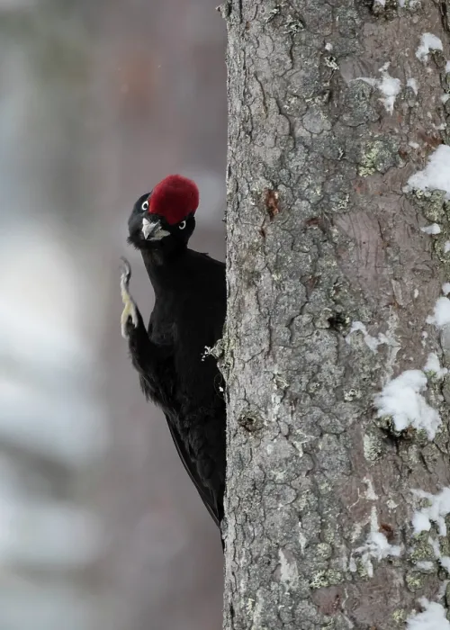 Framed Print : Black woodpecker (Dryocopus martius) male scratching head with foot whilst perching on tree trunk, Finland, February Framed Print : Black woodpecker (Dryocopus martius) male scratching head with foot whilst perching on tree trunk, Finland, February