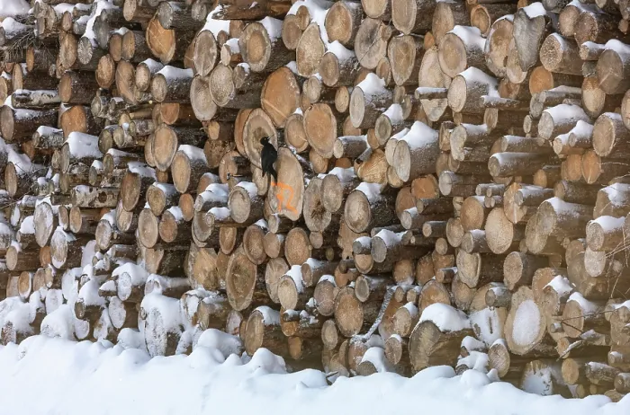 Framed Print : Black woodpecker (Dryocopus martius) perched on huge pile of logs, Finland. February Framed Print : Black woodpecker (Dryocopus martius) perched on huge pile of logs, Finland. February