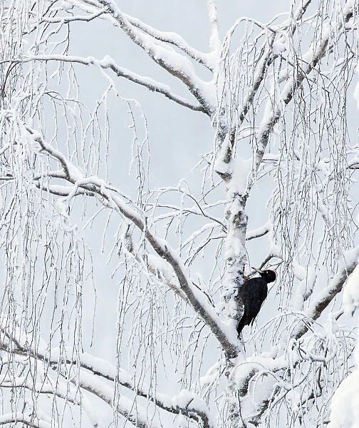 Black woodpecker male (Dryocopus martius) Finland, January