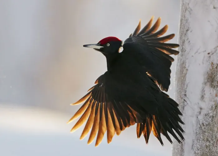 Framed Print : Black Woodpecker male (Dryocopus martius) Finland, January. One branch removed Framed Print : Black Woodpecker male (Dryocopus martius) Finland, January. One branch removed