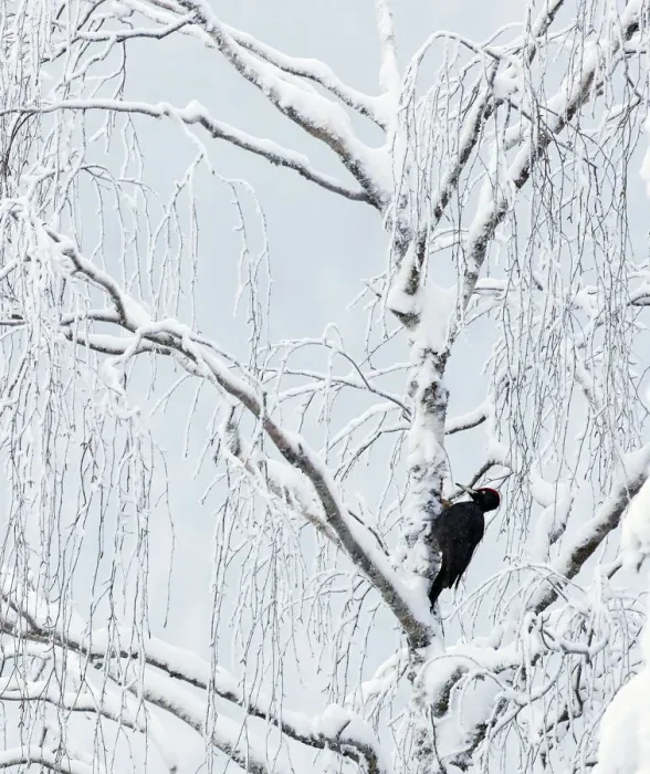 Framed Print : Black woodpecker male (Dryocopus martius) Finland, January Framed Print : Black woodpecker male (Dryocopus martius) Finland, January