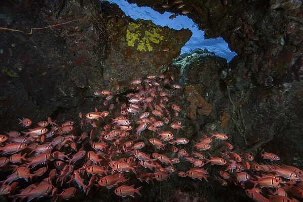 Blackbar soldierfish (Myripristis jacobus) sheltering inside small cave, emerging from it at night to forage for food, Scotts Head, Dominica; Eastern Caribbean