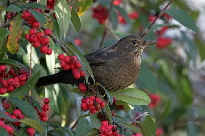 Framed Print : Blackbird (Turdus mercula) female, perched in bush with red berries, Norfolk, England, UK. March Framed Print : Blackbird (Turdus mercula) female, perched in bush with red berries, Norfolk, England, UK. March