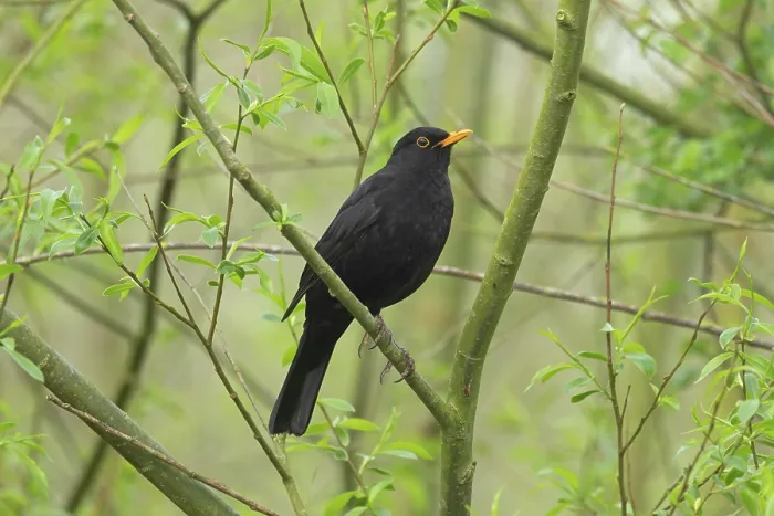 Framed Print : Blackbird (Turdus mercula) male, perched in tree, Norfolk, England, UK. April Framed Print : Blackbird (Turdus mercula) male, perched in tree, Norfolk, England, UK. April