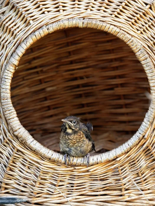 Framed Print : Blackbird (Turdus merula) chick perched in cat basket, Bavaria, Germany. July