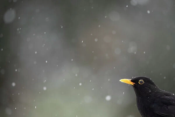 Blackbird (Turdus merula) and falling snow. Leicestershire, UK, February