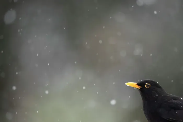 Framed Print : Blackbird (Turdus merula) and falling snow. Leicestershire, UK, February Framed Print : Blackbird (Turdus merula) and falling snow. Leicestershire, UK, February