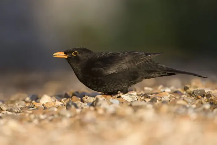 Framed Print : Blackbird (Turdus merula) feeding on ground, Cley, Norfolk, England, January Framed Print : Blackbird (Turdus merula) feeding on ground, Cley, Norfolk, England, January