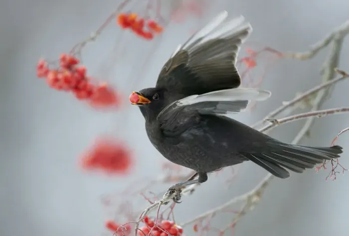 Framed Print : Blackbird (Turdus merula) feeding on Hawthorn berries, Helsinki, Finland, November Framed Print : Blackbird (Turdus merula) feeding on Hawthorn berries, Helsinki, Finland, November