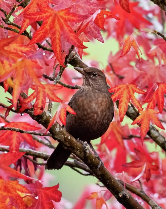 Framed Print : Blackbird (Turdus merula) female, perched in Sweetgum (Liquidambar styraciflua) tree, Ambleside, Lake District, Cumbria, UK. October Framed Print : Blackbird (Turdus merula) female, perched in Sweetgum (Liquidambar styraciflua) tree, Ambleside, Lake District, Cumbria, UK. October