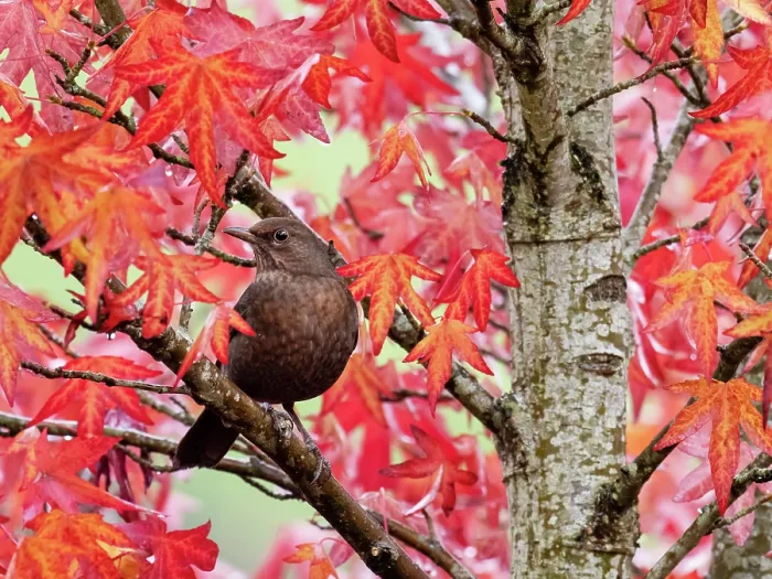 Framed Print : Blackbird (Turdus merula) female, perched in Sweetgum (Liquidambar styraciflua) tree, Ambleside, Lake District, Cumbria, UK. October Framed Print : Blackbird (Turdus merula) female, perched in Sweetgum (Liquidambar styraciflua) tree, Ambleside, Lake District, Cumbria, UK. October