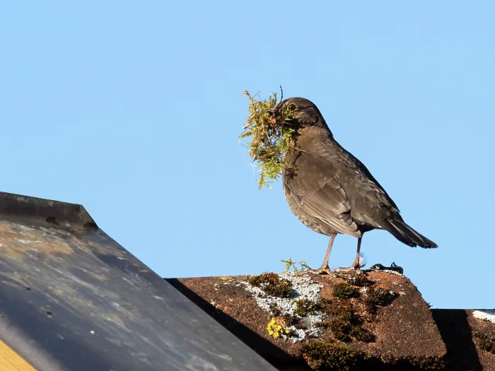 Framed Print : Blackbird (Turdus merula) female, perched on roof with nesting material in beak, Bavaria, Germany, April Framed Print : Blackbird (Turdus merula) female, perched on roof with nesting material in beak, Bavaria, Germany, April