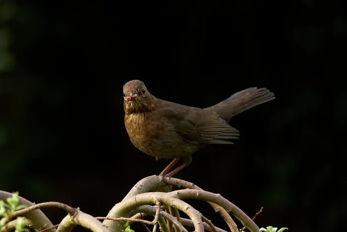 Framed Print : Blackbird (Turdus merula) female, perched on branch with food for chicks, urban wildlife garden, Greater Manchester, UK. April Framed Print : Blackbird (Turdus merula) female, perched on branch with food for chicks, urban wildlife garden, Greater Manchester, UK. April