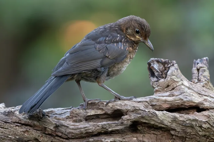 Framed Print : Blackbird (Turdus merula) juvenile, perched on branch, Brasschaat, Belgium. July Framed Print : Blackbird (Turdus merula) juvenile, perched on branch, Brasschaat, Belgium. July