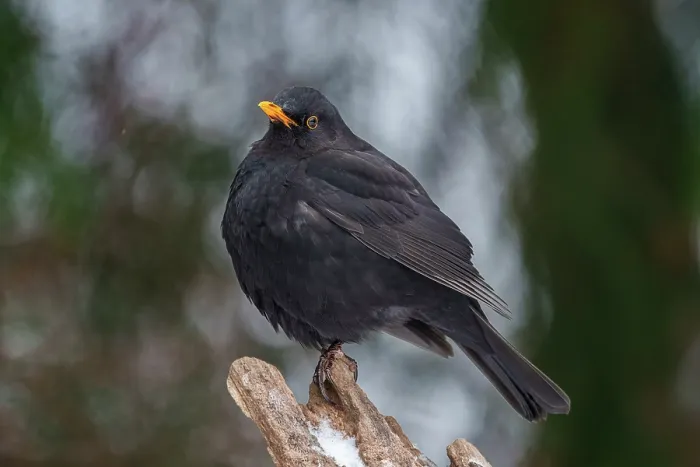 Framed Print : Blackbird (Turdus merula) male, portrait, Bialowieza Forest UNESCO World Heritage Site, Poland. December Framed Print : Blackbird (Turdus merula) male, portrait, Bialowieza Forest UNESCO World Heritage Site, Poland. December