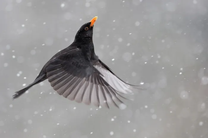 Framed Print : Blackbird (Turdus merula) male in flight during snowfall, Oisterwijk, The Netherlands. January Framed Print : Blackbird (Turdus merula) male in flight during snowfall, Oisterwijk, The Netherlands. January