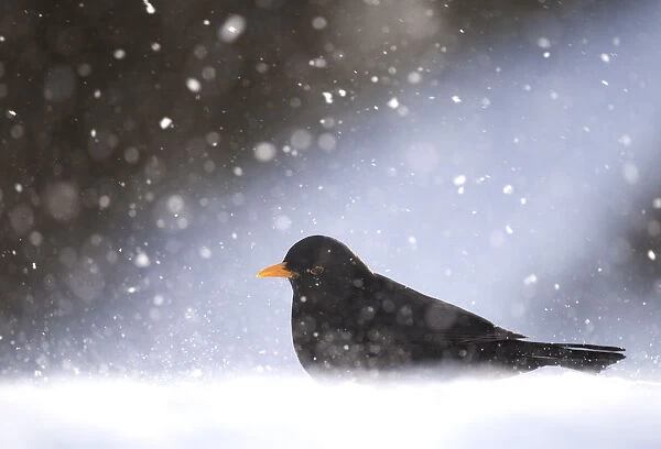 Blackbird (Turdus merula) male foraging on snow covered ground, during a blizzard