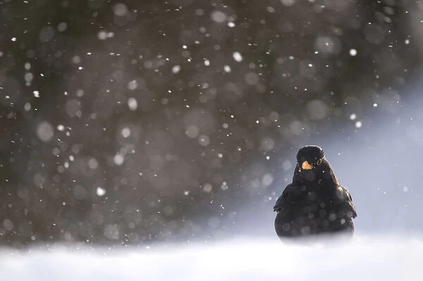 Blackbird (Turdus merula) male foraging on snow covered ground, during a blizzard