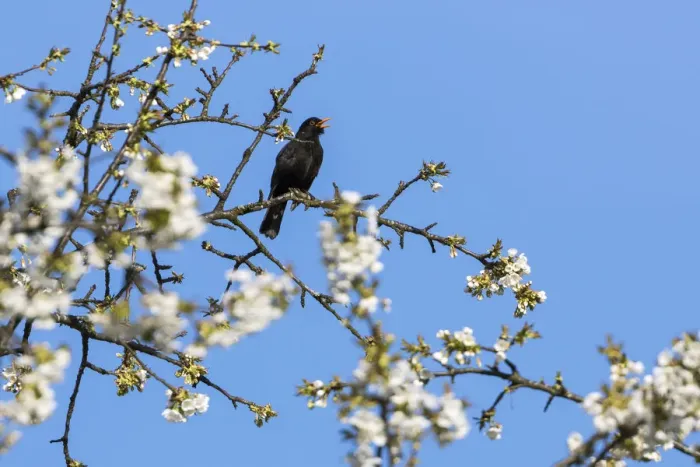 Framed Print : Blackbird (Turdus merula) male in singing in spring, Bavaria, Germany, April Framed Print : Blackbird (Turdus merula) male in singing in spring, Bavaria, Germany, April