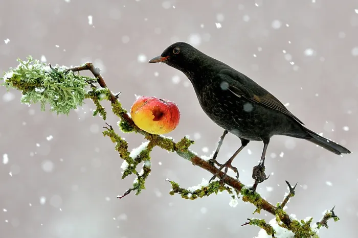 Framed Print : Blackbird (Turdus merula) perched on branch in winter feeding on apple, snowing, Lorraine, France, December Framed Print : Blackbird (Turdus merula) perched on branch in winter feeding on apple, snowing, Lorraine, France, December