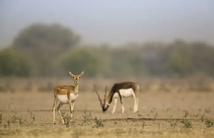 Framed Print : Blackbuck (Antelope cervicapra), watchful female with male feeding in background Framed Print : Blackbuck (Antelope cervicapra), watchful female with male feeding in background