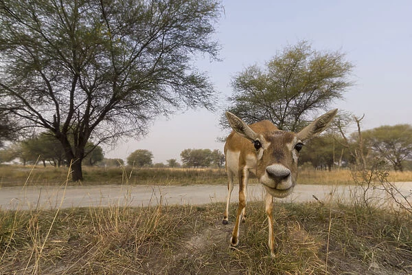 Blackbuck (Antelope cervicapra), wide angle ground perspective of female, Tal Chhapar