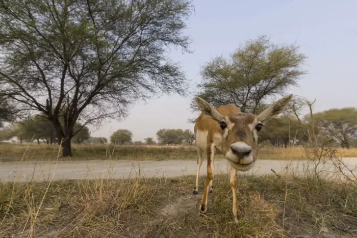 Framed Print : Blackbuck (Antelope cervicapra), wide angle ground perspective of female, Tal Chhapar Framed Print : Blackbuck (Antelope cervicapra), wide angle ground perspective of female, Tal Chhapar
