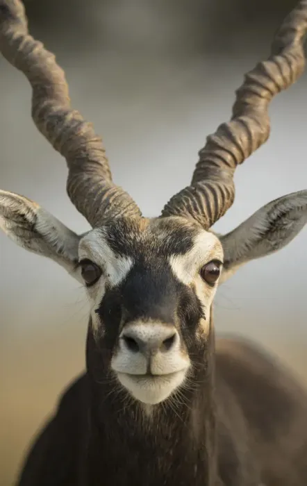 Framed Print : Blackbuck (Antelope cervicapra), Male closeuphead portrait, Tal Chhapar Wildlife Sanctuary Framed Print : Blackbuck (Antelope cervicapra), Male closeuphead portrait, Tal Chhapar Wildlife Sanctuary