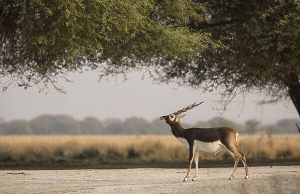 Blackbuck (Antelope cervicapra), male standing under tree, Tal Chhapar Wildlife Sanctuary
