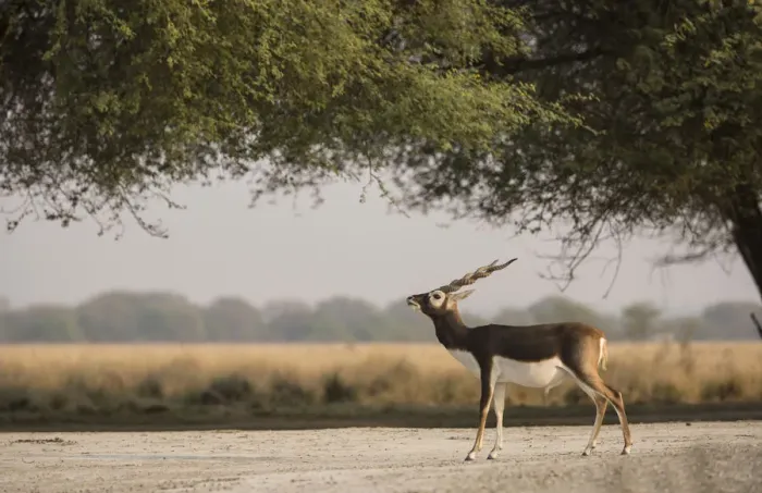 Framed Print : Blackbuck (Antelope cervicapra), male standing under tree, Tal Chhapar Wildlife Sanctuary Framed Print : Blackbuck (Antelope cervicapra), male standing under tree, Tal Chhapar Wildlife Sanctuary