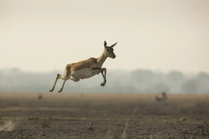 Framed Print : Blackbuck (Antelope cervicapra), female, running with high jumps known as Pronking Framed Print : Blackbuck (Antelope cervicapra), female, running with high jumps known as Pronking