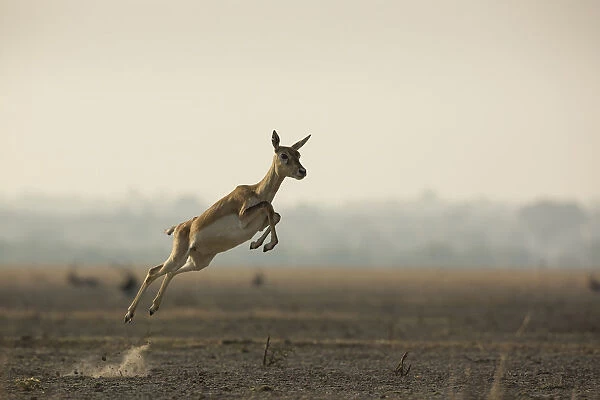 Blackbuck (Antelope cervicapra), female running with high jumps known as Pronking
