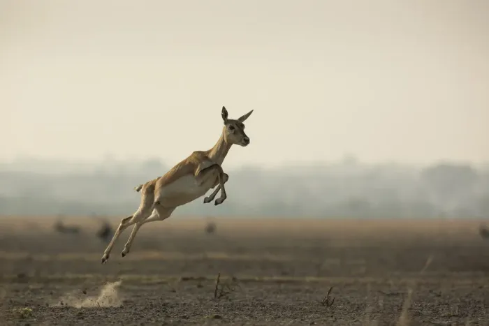Framed Print : Blackbuck (Antelope cervicapra), female running with high jumps known as Pronking Framed Print : Blackbuck (Antelope cervicapra), female running with high jumps known as Pronking