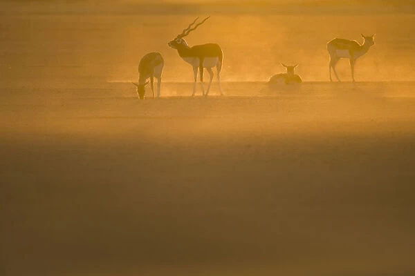 Blackbuck (Antilope cervicapra) male with females at sunrise, Rajasthan, India