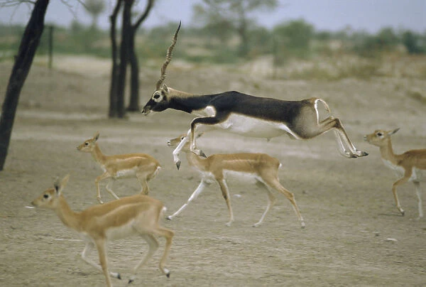 Blackbuck male leaping amongst females {Antilope cervicapra} Thar desert, Rajasthan